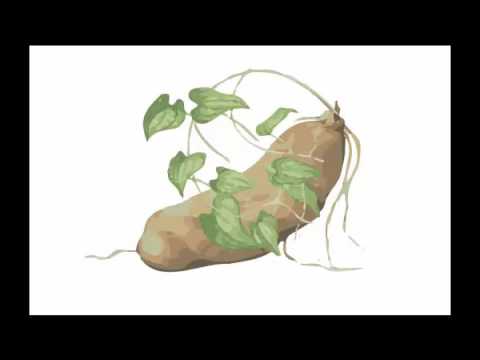 Видео о препарате Дикий ямс плюс Комплекс (Wild Yam/с вит. Е и Цинком) Диоскорея капсулы 500мг №120